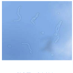 우리 눈에 보이는 <b>미생물체</b>