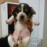 비글 여아 3 남아 1 분양해요^^♥♥♥♥♥♥♥♥♥