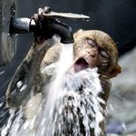 <b>동물</b>들의 귀여운 몸개그 시리즈.jpg