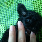 (개판♡,사진有)☆★☆★우리집 푸들은 눈이안보여요?!☆★☆★