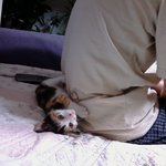 우리집♥♥♥고양이♥♥♥를소개합니다