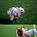 <수정+동영상추가> <b>파파</b>가 미용후 눈을 안떠요 ㅠ