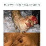 인간에게 가장 <b>친숙</b>한 동물 "개"