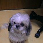 (사진有)우리 23살언니가 4발로기어다녀요!!!!