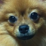 이게★바로★노숙견이다★(개판)스압주의사진대방출