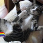 [사진有] 길고양이 분양받고싶어요,!!
