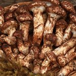 @세상에서가장야한<b>채소</b>ㅋ뭘까요ㅋ@사진있다요 ㅋㅋ