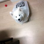 [개판] ★큰 개도 끼워 주세요 ㅋㅋㅋ우리집 셋째딸벼리!