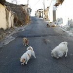 ★★★★★백사마을 강아지들을 살려주세요★★★★★★