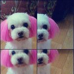 나 '개 판'인데 거 이름이 뭐요?왈왈왈왈왈 으르르릉 으르으