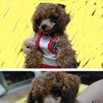 사진有有有 ★★내 애완견은 구미호예요★★