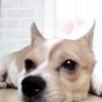 ★☆★☆(사진有)저희강아지가..이제곧 죽는데요..