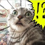 ★★비행기 진상손님 이야기★★