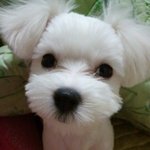 <b>몽몽이</b>를 찾아주세요!!!!