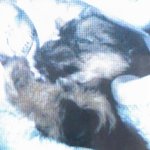 (개판 사진잇어有) <b>똘</b>망이의똘망똘망한일대기(?)