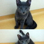 도도한 러시안 블루 "쏭" 자랑질♡