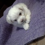 말티즈계의 종결자 1탄.jpg