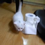 <고양이판>하루하루커가는우리집고양이하루@@@@@@@@@@