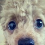 [개판]★★★★★★★혼자보기아까운 우리집 개 판★★★★★★