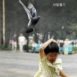 흔히 볼수 있는 비둘기들의 <b>위엄</b>