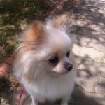 [개판] (※귀여움주의) ♥세상에서 제일 귀여운 우리 <b>소망</b>이♥