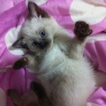 나에게 힘이되는 사람같은 내 고양이♥