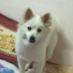 [개판] 1탄!! ★ 쩍벌남 우리집 막내 <b>미키</b> ★