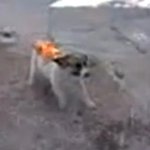 (수정)★★★★★★★★강아지불태우는영상 반대<b>서명</b>운동★★★★★★★★