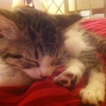 ★스압주의★ 제 냥이 "슈"를 소개합니다♥