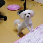 [개판] ★★<b>암컷</b>보다 이쁜 우리둥이를 소개합니다★★