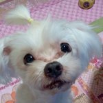 (개판) 우리집 개 '민'이 ㅋㅋㅋㅋ(수정)