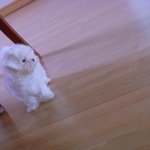 ★★★->우리집 강아지의 최대 <b>역변</b>★★★★★★★★★★★★★★★★