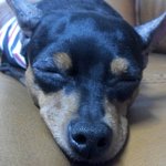 (개판) ★★우리꼬맹이를소개합니다★★★