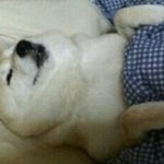 벅꾸=우리집 <b>개이름</b>