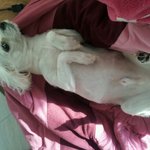 [<b>구미</b>]  저희강아지를 찾습니다. 부탁드립니다.