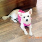 ♥♥♥♥우리집 귀염둥이 강아지들 소개해요~♥♥♥♥