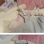 ★우리집 멍멍이들을 소개합니당★