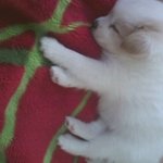 좌충우돌 우리집재롱이를 소개합니다 사진有