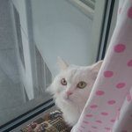 [동물판]귀염터지는 우리집 고양이♥