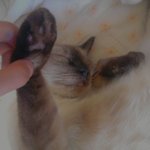 동물을 사랑하는 한 <b>여인</b>의 흔한 고양이 소개