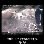 강아지는 <b>뭔</b><b>죄</b>일까요