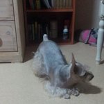 [개판]  우리 강아지 참 귀엽죠잉~?
