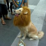 (사진有) <b>사자</b>인척 ㅋㅋㅋ