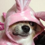 ★★(사진多有) 들어는봤나, <b>장모</b>치와와!! ★★