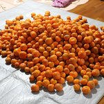 사진有)) 제주도흔녀의 홈메이드 귤쨈!!<b>대량</b>제조.!!!!●●●●●●●●