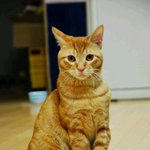 ★★★★ 사진有 추가) 우리집 귀요미 고양이를 소개합니다★★★★