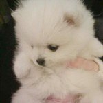 (수정!)★개★판★아기포메 이름은 크림이요 성은 생이니라(사진,동영상有)★★★