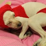 개섹시<b>란다</b>