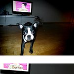 [개판]4탄 평범하지 않은 우리집 개의 에피소드