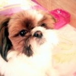 행복하다<b>캔디</b>야! 행복하자<b>캔디</b>야!